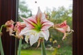 A hippeastrum vittatum is in full bloom while withered flowers are next to it