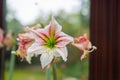 A hippeastrum vittatum is in full  bloom while withered flowers are next to it Royalty Free Stock Photo