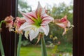 A hippeastrum vittatum is in full bloom while withered flowers are next to it
