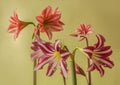 Hippeastrums Amaryllis Diamond Group