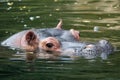 Hippo Royalty Free Stock Photo