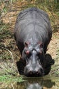 Hippo Royalty Free Stock Photo