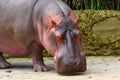 Hippo