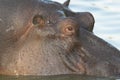 Hippo Royalty Free Stock Photo