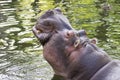 Hippo Royalty Free Stock Photo