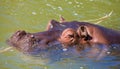 Hippo Royalty Free Stock Photo