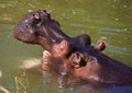 Hippo Royalty Free Stock Photo