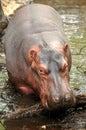 Hippo