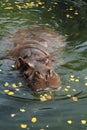 Hippo 5 Royalty Free Stock Photo
