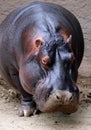 Hippo