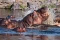 Hippo aggression