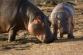 Hippo baby