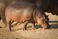 Hippo baby