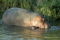 Hippo and baby