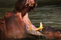 Hippo baby looking in his father's mouth