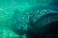 Hippo baby swims