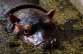 Hippo baby