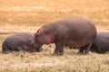 Hippo in beautiful landscape scenery of bush savannah - Game drive in  Ngorongoro Crater National Park, Wild Life Safari, Tanzania Royalty Free Stock Photo