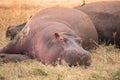 Hippo in beautiful landscape scenery of bush savannah - Game drive in  Ngorongoro Crater National Park, Wild Life Safari, Tanzania Royalty Free Stock Photo