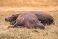 Hippo in beautiful landscape scenery of bush savannah - Game drive in  Ngorongoro Crater National Park, Wild Life Safari, Tanzania Royalty Free Stock Photo