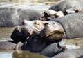 Hippo with big smile Royalty Free Stock Photo