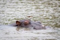 Hippo with a bird