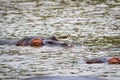 Hippo with a bird