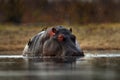 Hippo with birds. African Hippopotamus, Hippopotamus amphibius capensis, with evening sun, animal in the nature water habitat,