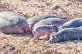 Hippo calf between a herd of sleeping hippos