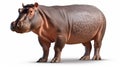 Hippo calf isolated, Hippopotamus amphibius. generative ai