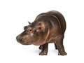 Hippo calf, 3 months old, isolated, Hippopotamus amphibius Royalty Free Stock Photo