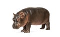 Hippo calf, 3 months old, isolated, Hippopotamus amphibius