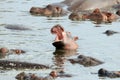 Hippo Calf With Open Mouth