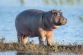 Hippo calf stands on island in river Royalty Free Stock Photo