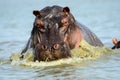 A Hippo on the charge