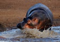 Hippo charging