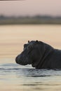 Hippo in the Chobe River. Royalty Free Stock Photo