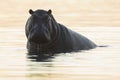 Hippo in the Chobe River Royalty Free Stock Photo