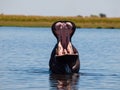 Hippo in Chobe River Royalty Free Stock Photo