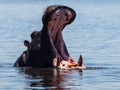 Hippo in Chobe River Royalty Free Stock Photo