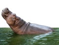 Hippo with close muzzle in the water with clipping path body part
