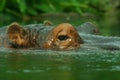 Hippo Close Up Royalty Free Stock Photo