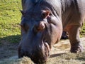 Hippo close up. Royalty Free Stock Photo