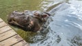 A hippo in a close wide shot looking scared