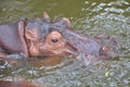 Hippo closeup