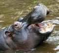 Hippo