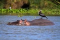 Hippo with cormorant on its back, Lake Naivasha