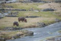 Hippo cow and calf out eating during the day Royalty Free Stock Photo