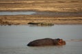 Hippo and crocodile in african river, closeup