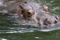 Hippo swimming in river